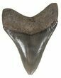Nice, Serrated Megalodon Tooth - Georgia #52805-2